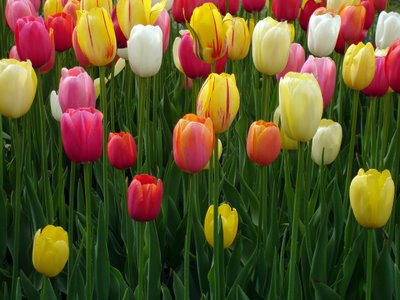 Sejarah Bunga Tulip | indahapdew